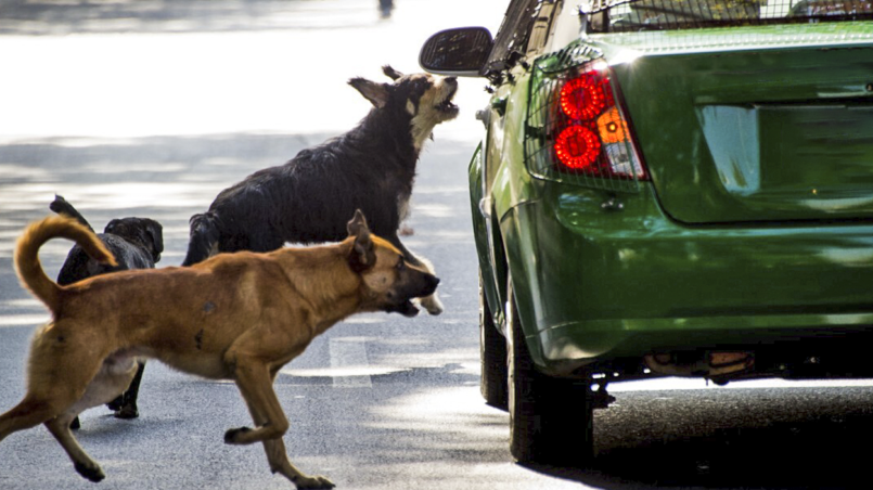 perro-ladra-auto-ignis-natura