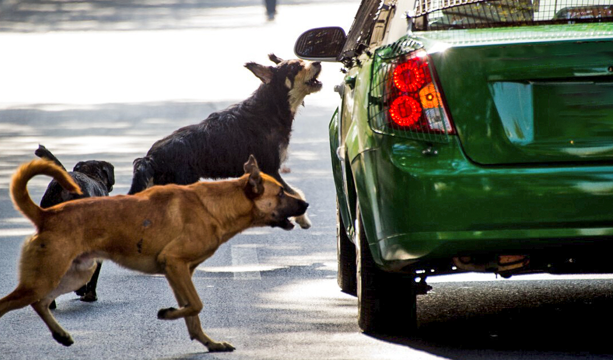 perro-ladra-auto-ignis-natura