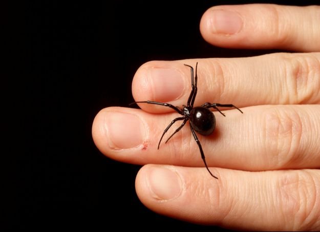 Lo que debes hacer si te llega a picar la araña viuda negra o violinista: Guía completa