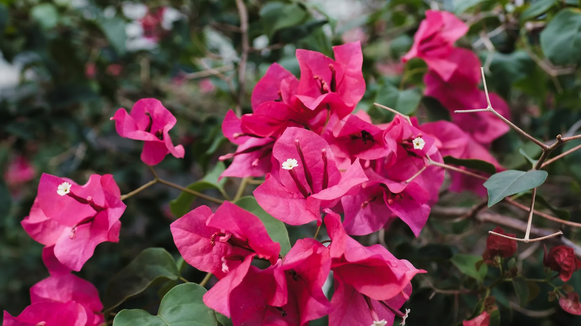 Tips para Cultivar y Mantener Santa Rita (Buganvillas) en Maceta con Flores Todo el Tiempo