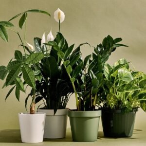 prevenir-humedad-plantas-interior-ignis-natura