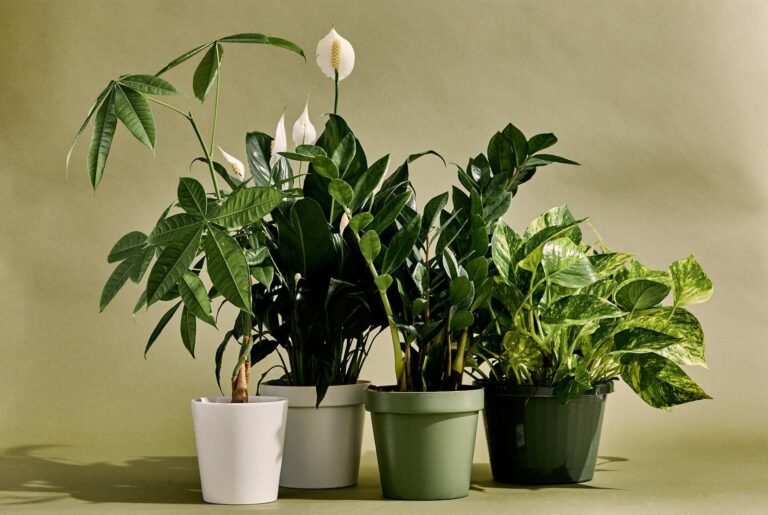 prevenir-humedad-plantas-interior-ignis-natura