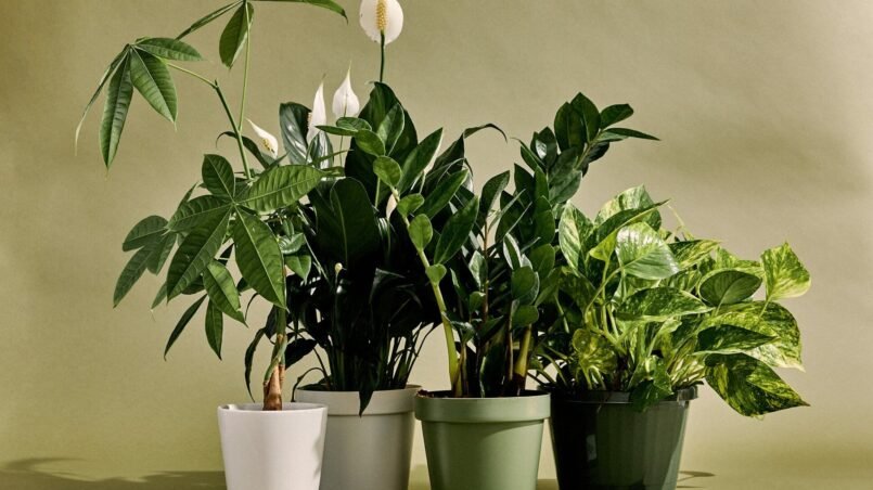 prevenir-humedad-plantas-interior-ignis-natura