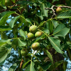 nogal-hirba-medicinal-ignis-natura