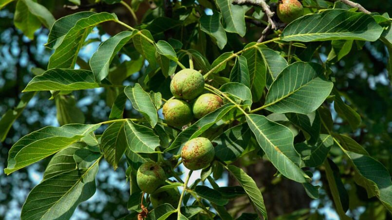 nogal-hirba-medicinal-ignis-natura