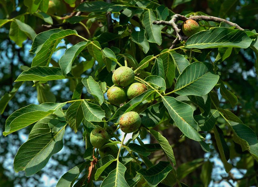 nogal-hirba-medicinal-ignis-natura