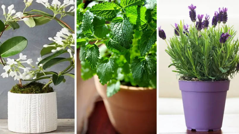 plantas-interior-aromaticas-ignis-natura