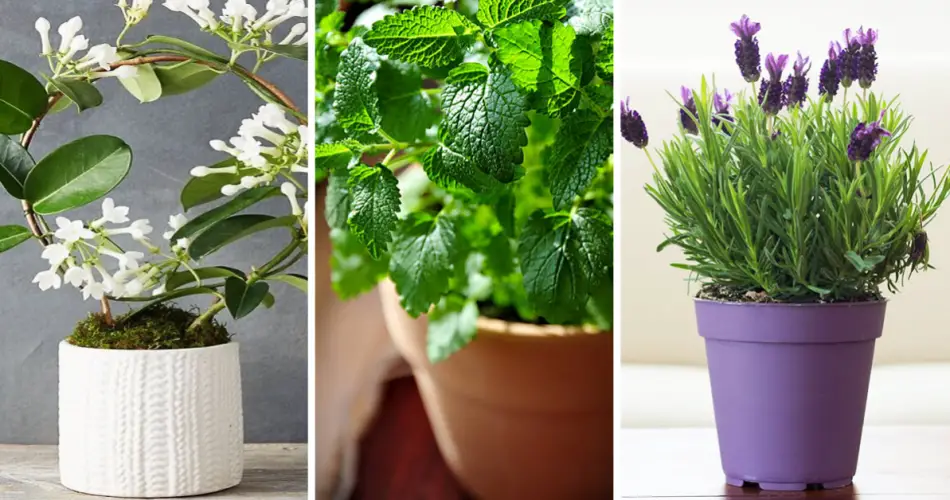 Mantén tu casa perfumada todo el día con solo estas 3 plantas de interior