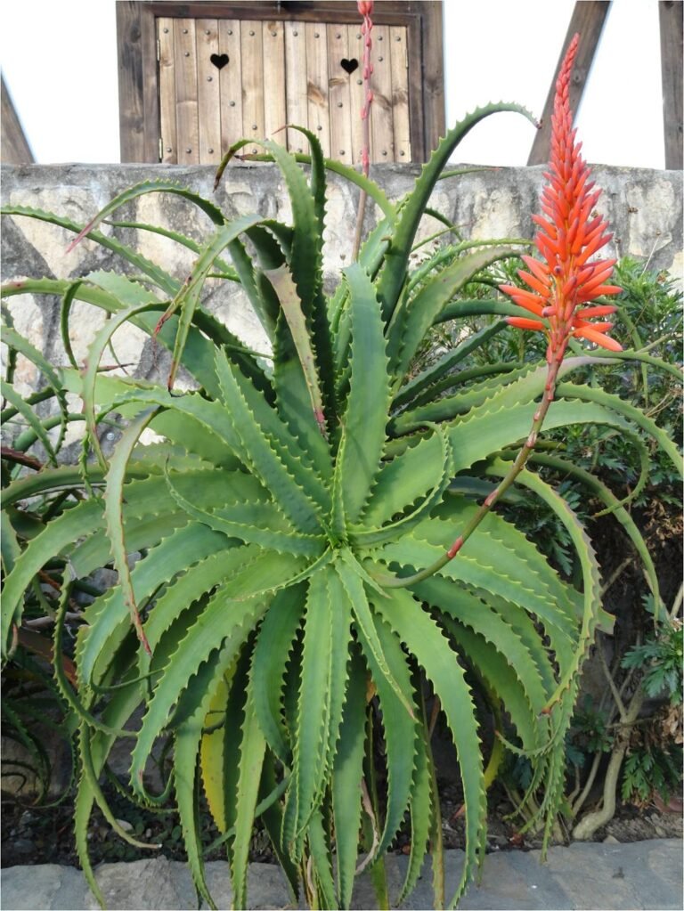 sabila-flor-significado-ignis-natura