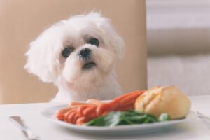 alimentos-peligrosos-para-perros-ignis-natura