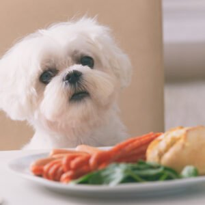 alimentos-peligrosos-para-perros-ignis-natura