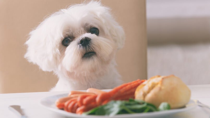 alimentos-peligrosos-para-perros-ignis-natura