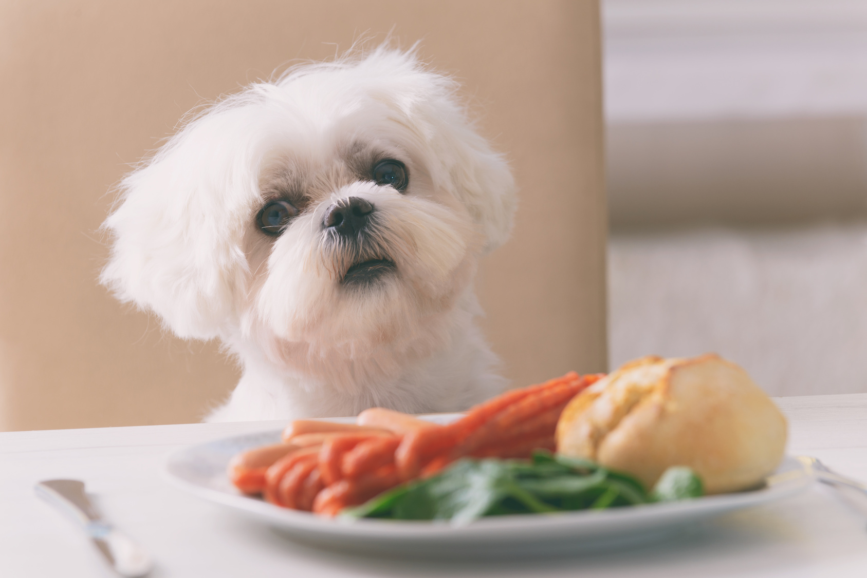 Expertos explican: 22 alimentos peligrosos para perros