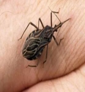 insecto-cuidado-peligroso-ignis-natura