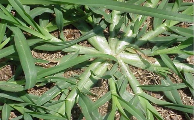 La Hierba Pata de Ganso: Un Té Natural para Tratar Enfermedades