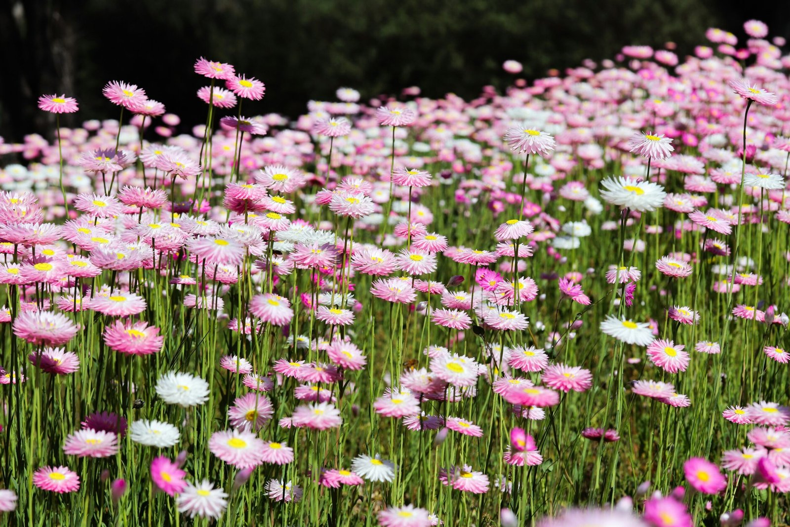 A field full of pink and white flowers