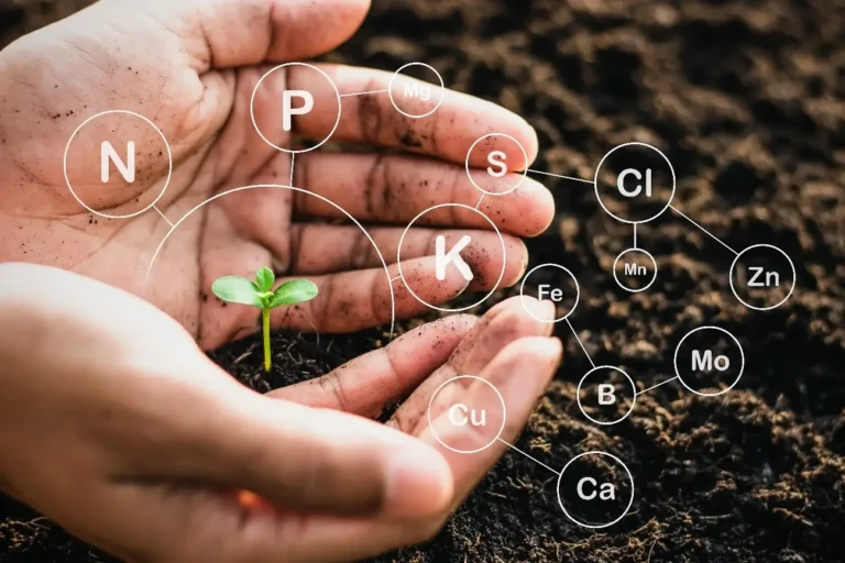 Guía Completa para Detectar y Corregir la Falta de Nutrientes en tus Plantas