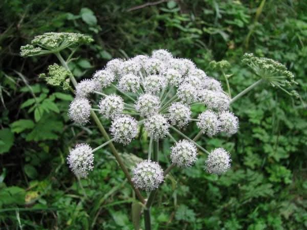 Conoce a una de las plantas más peligrosas del mundo: La Cicuta