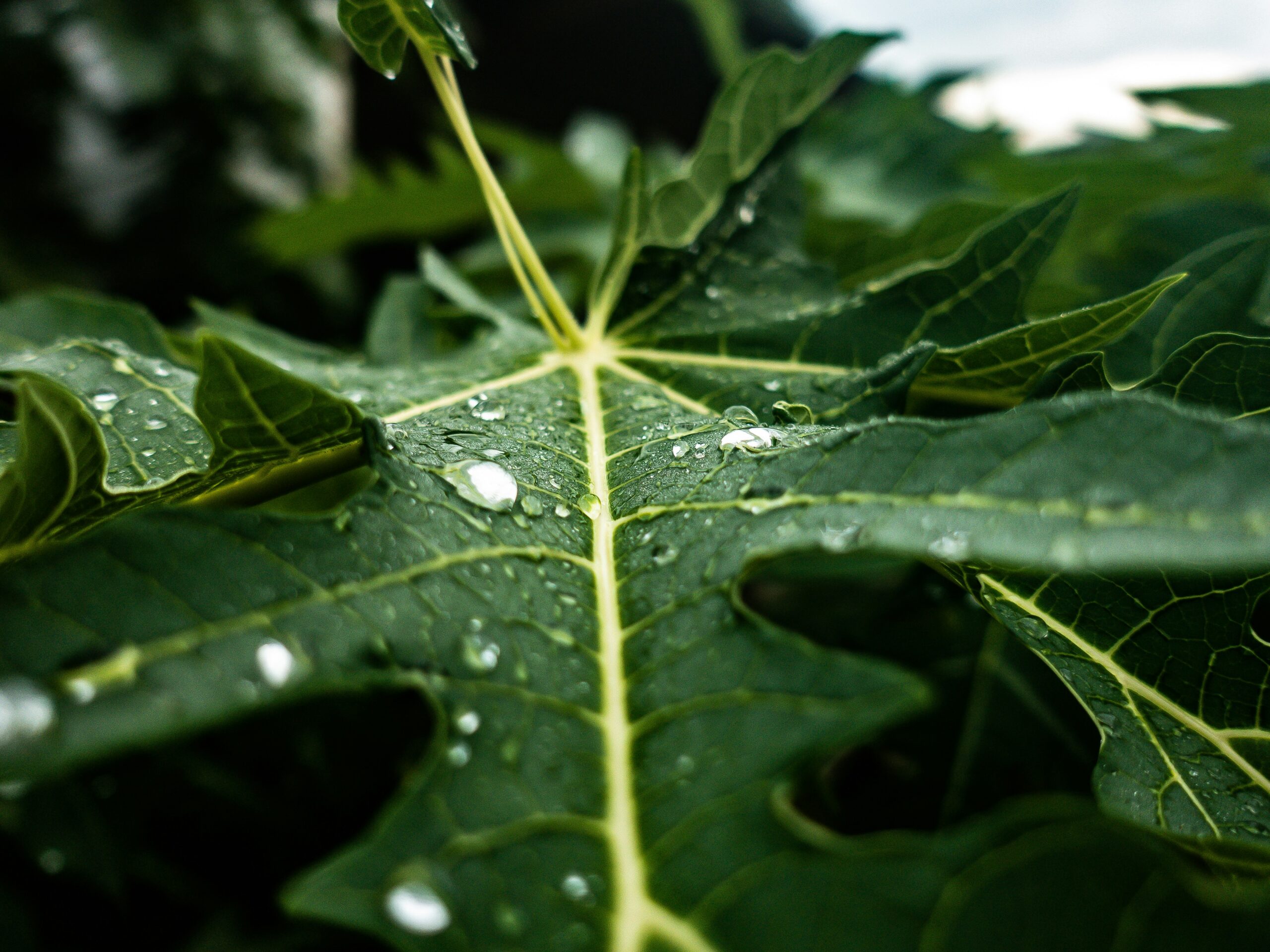 a green leaf with drops of water on it