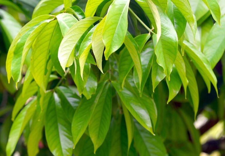 Green leaves 7537094 960 720