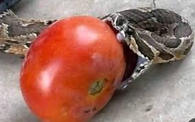 Siempre que te encuentres un tomate con este aspecto, lo mejor es no comerlo