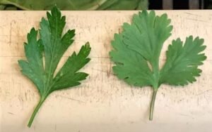 Perejil cilantro