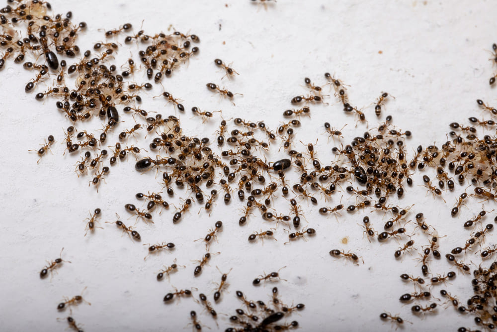 Plaga de hormigas en casa