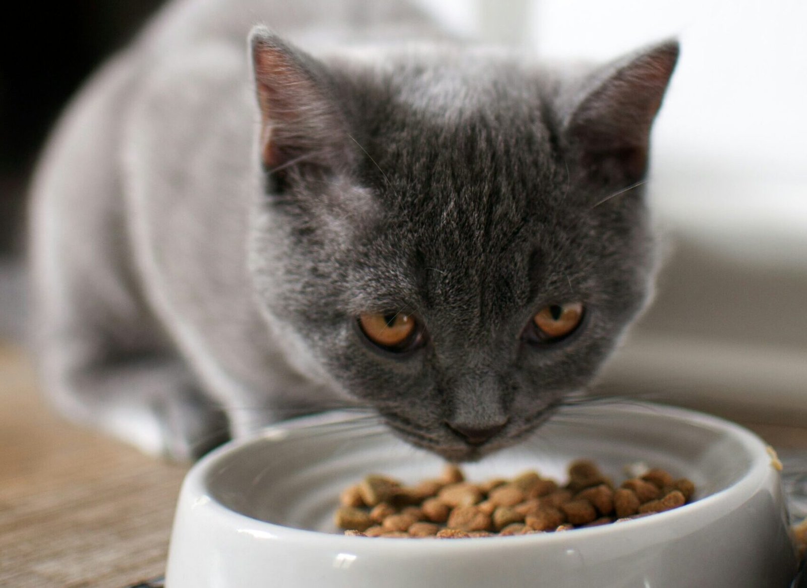 russian blue cat on brown wooden table