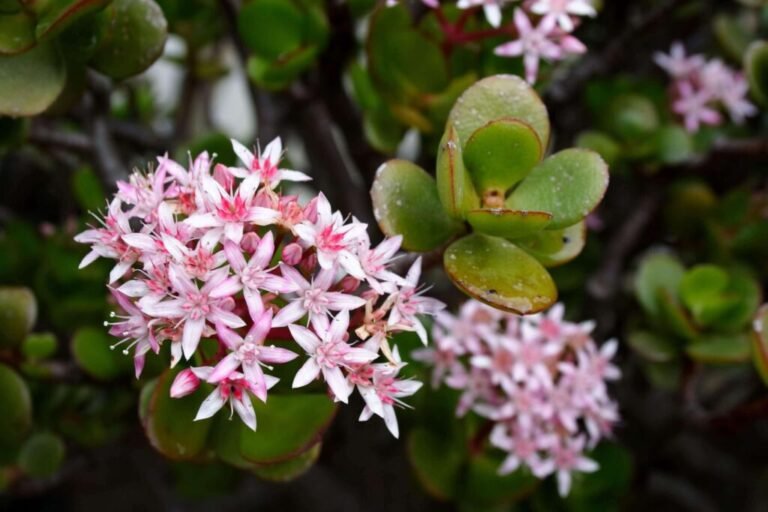 Crassula ovata jade plant scaled 1 1024x683