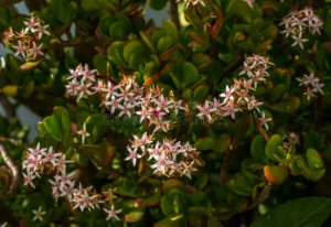 Arbusto florido de la planta jade las suculentas crassula ovata hummels sunset pinkwhite flores o el caucho chino es floración 265591644.jpg