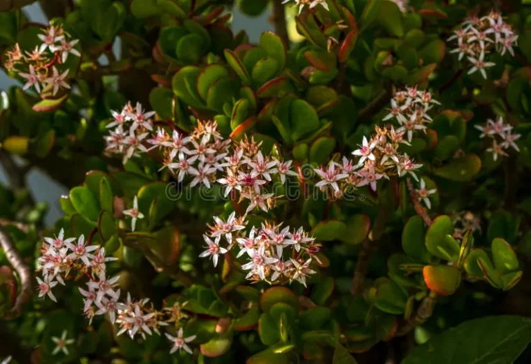 Arbusto florido de la planta jade las suculentas crassula ovata hummels sunset pinkwhite flores o el caucho chino es floración 265591644.jpg