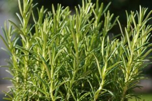 Herbs 5117039 640