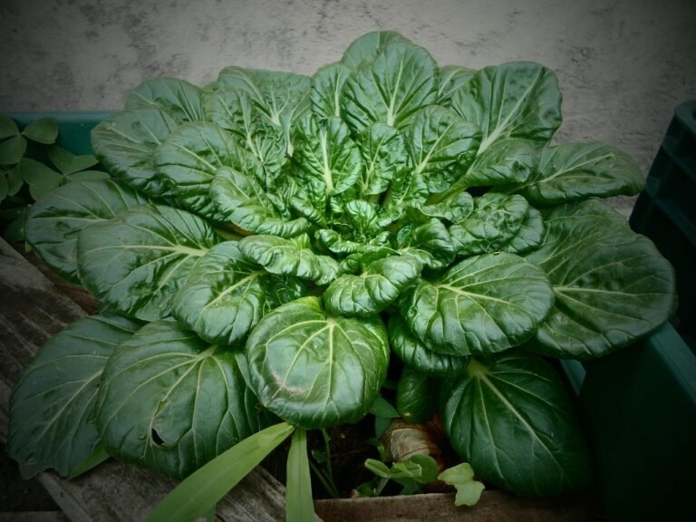 Orchard 2459079 1280