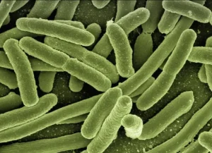 Hongo candida auris.jpg