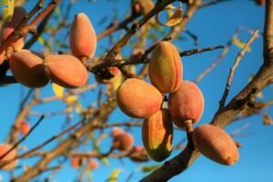 Almond 5530630 640