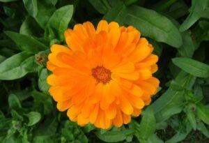 Flower 2052980 1280