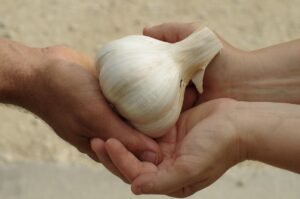 Garlic 3227727 1280