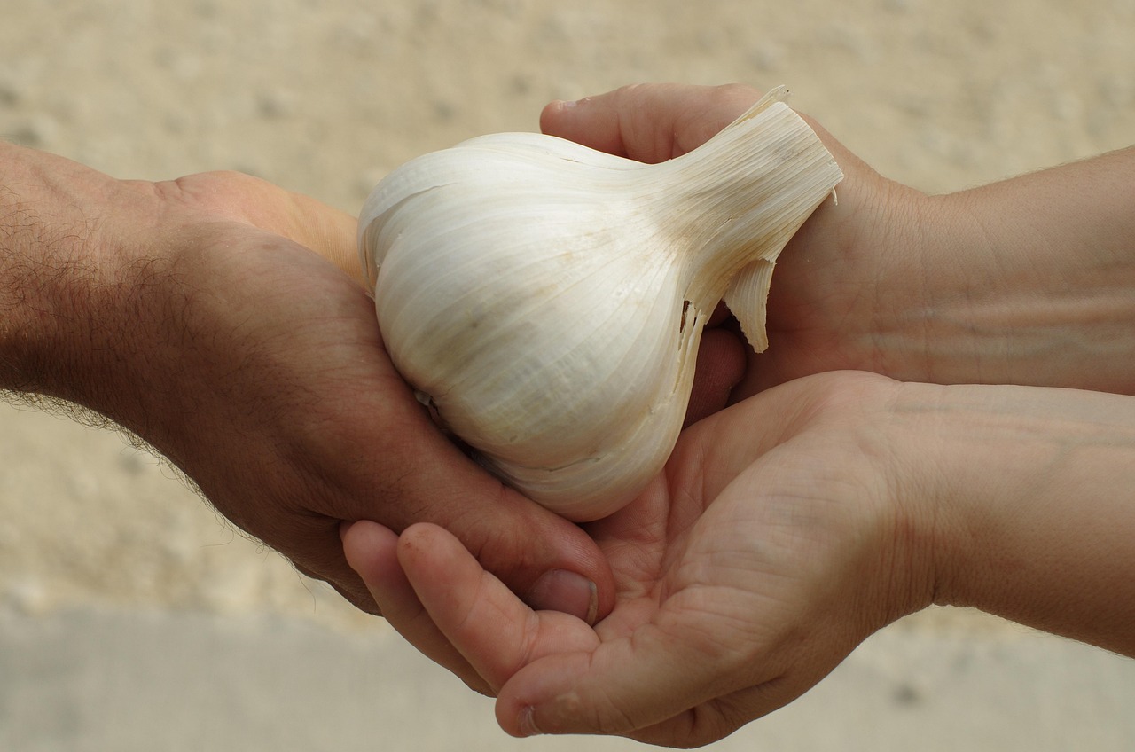 Ajo: Un aliado natural para el bienestar respiratorio, urinario y digestivo