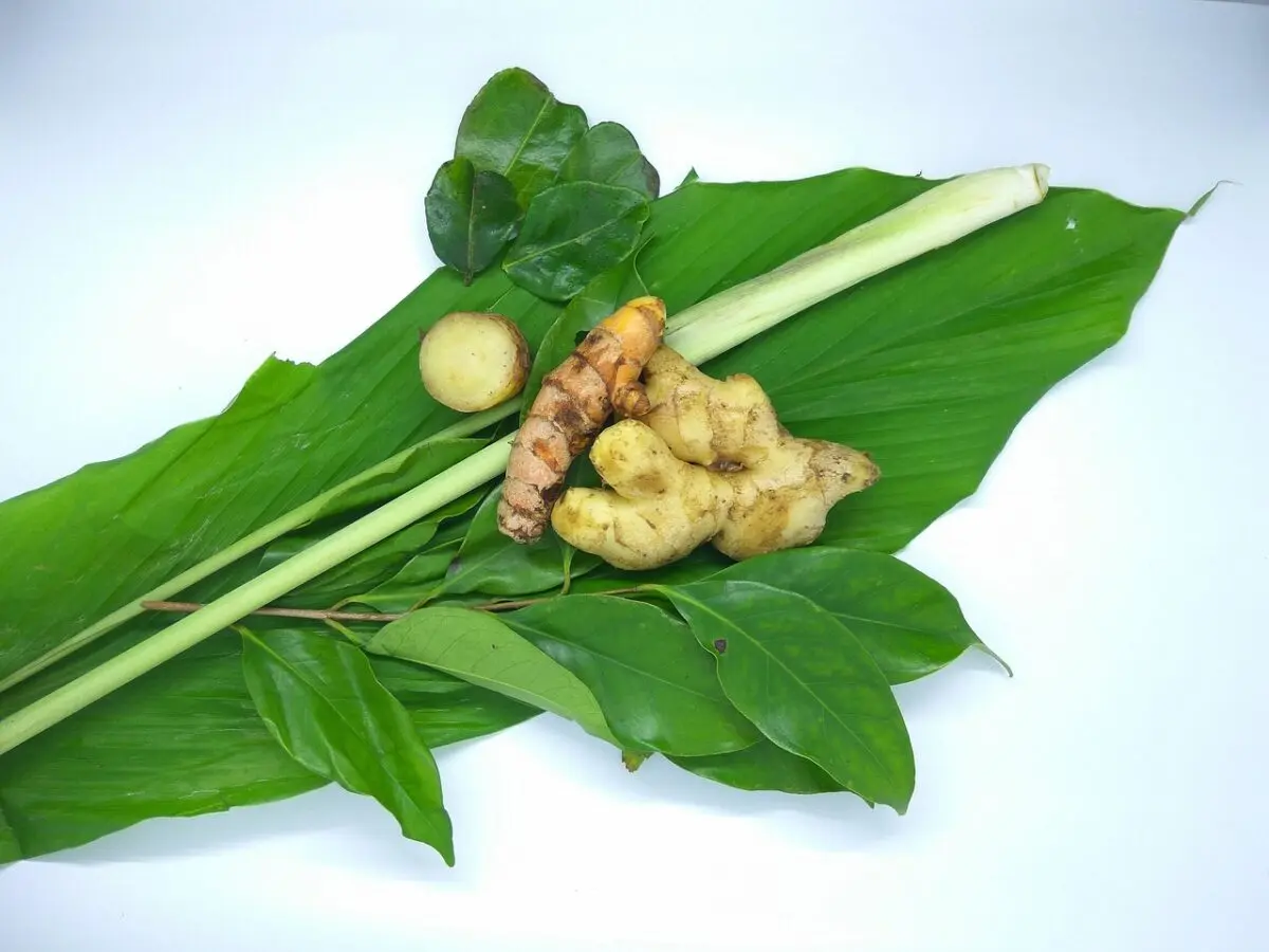 Cómo Cultivar Cúrcuma y Jengibre Desde un Trozo de Raíz