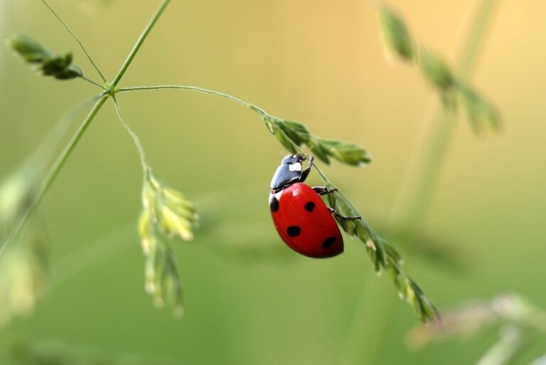 Ladybug 1480102 1280
