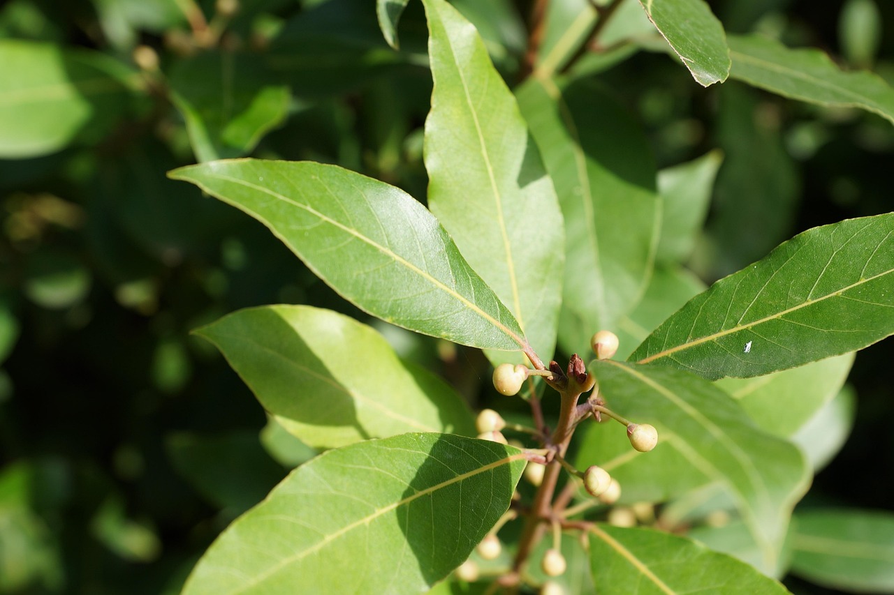 Agua de Laurel: El remedio natural que limpia tu cuerpo desde adentro