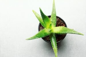 Leaf 3283175 640