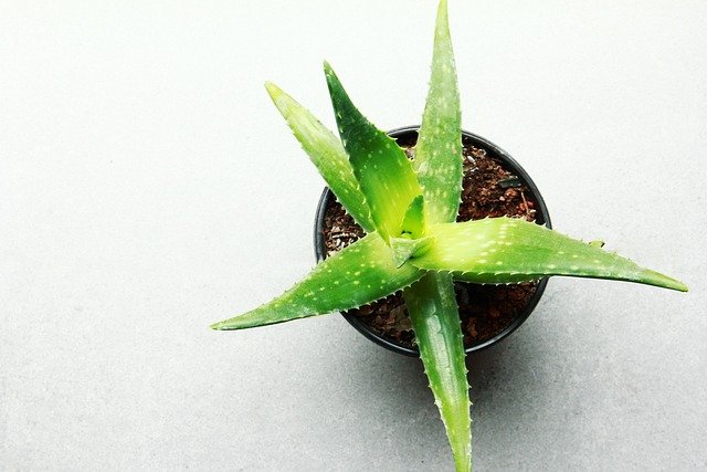 Si estás luchando con alguno de estos 16 problemas de salud, el Aloe Vera podría ser la solución natural que necesitas