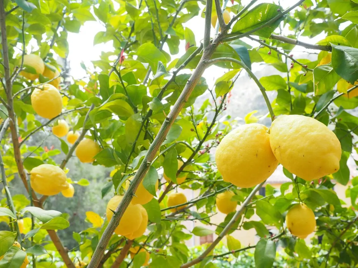 Cómo usar leche para hacer florecer tu limonero: fertilizante natural, efectivo y sorprendente