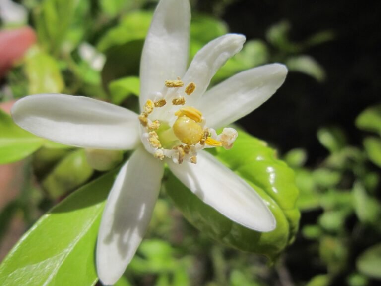 Lemon blossom 1330031 1280