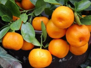 Mandarin 1756766 640