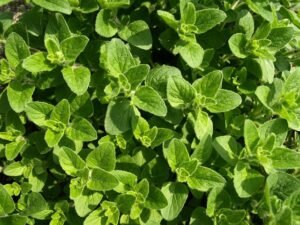 Oregano 321746 640