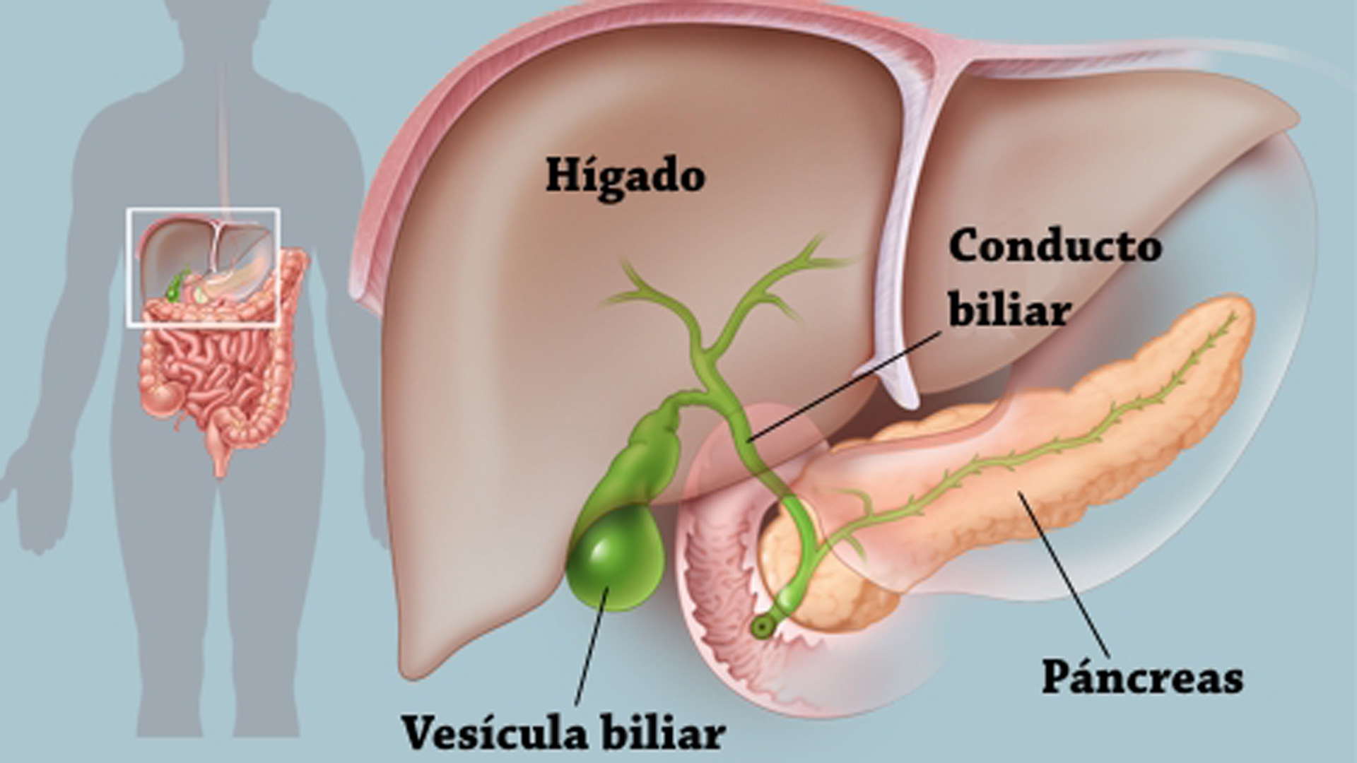 ¿Qué sucede con tu cuerpo cuando te quitan la vesícula?