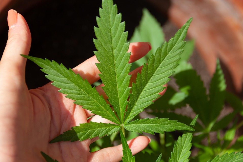 Cannabis en cápsulas: ¿el futuro natural del alivio del dolor?
