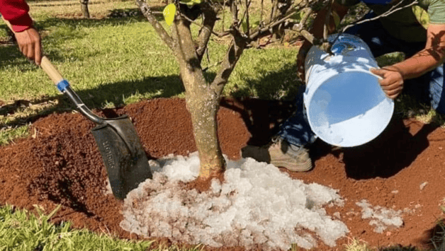 Agua en Polvo: El Invento Mexicano que Podría Salvar Cultivos en Épocas de Sequía